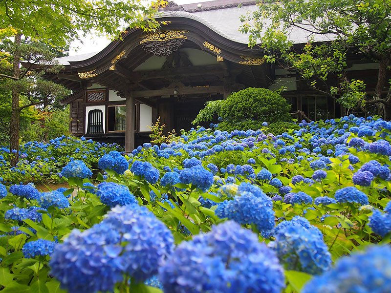 🌸 기타우라산 운쇼 절 (기타우라야마 운쇼지)